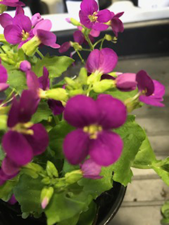 Arabis caucasica Deep Rose