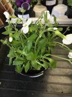 Aubrieta hybrida Axcent White