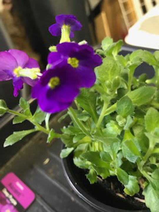 Aubrieta hybrida Axcent Glacier Deep Purple