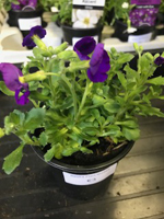 Aubrieta hybrida Axcent Glacier Deep Purple