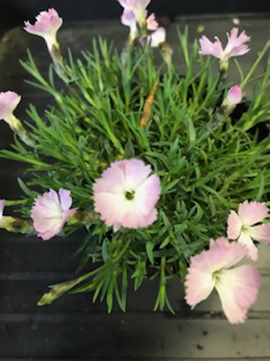 Dianthus (Carnation)