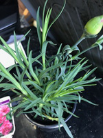 Dianthus 'Valda Wyatt'