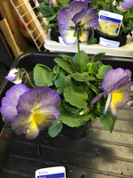 Viola 'Etain'