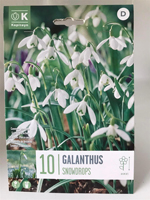 Galanthus snowdrops