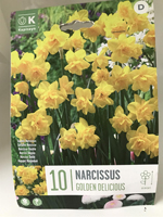 Narcissus 'Golden Delicious'