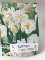 Narcissus 'Sir Winston Churchill'