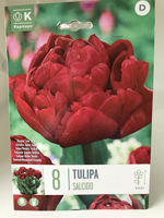 Tulipa 'Salcido'