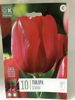 Tulipa 'Seadov'