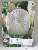 Tulipa 'White Parrot'