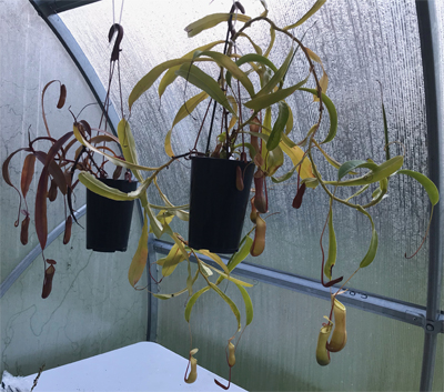 Nepenthes (Monkeycup)