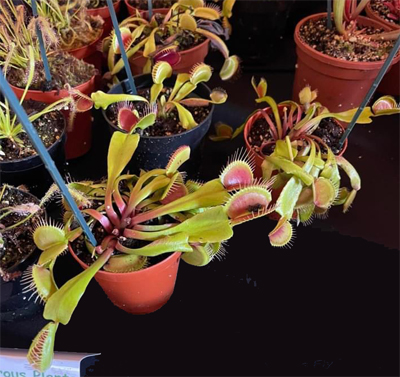 Dionaea - Venus fly trap