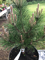 Pinus thunbergii 'Shio-Guro'