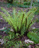 Dryopteris crasshirizoma - thick-stemmed wood fern