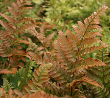 Dryopteris erythrosora - Rosy Buckler fern