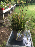 Calamagrostis (reed grass)