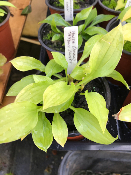 Hosta 'Hydon Sunset'