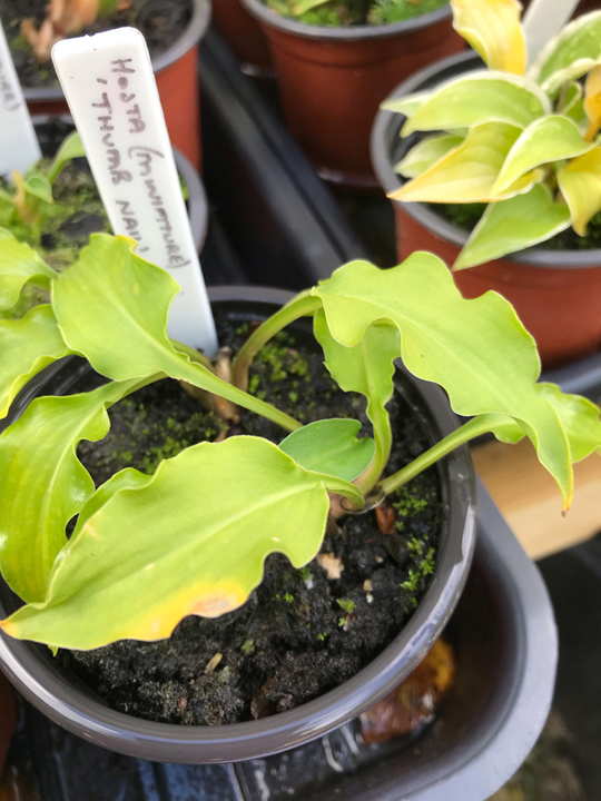 Hosta 'Thumb Nail'