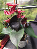 Anthurium and 'Coral Champion'