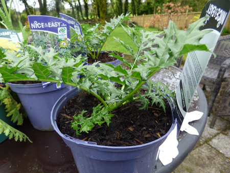 Acanthus spinosus