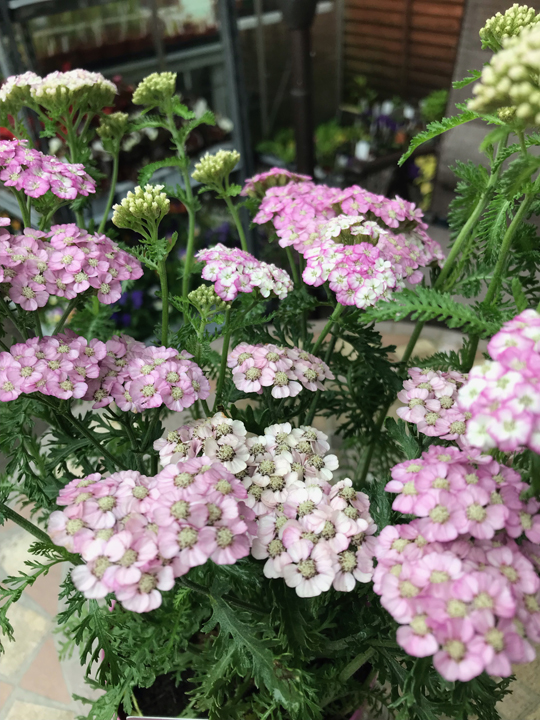 Achillea millefolium 'Apple Blossom'