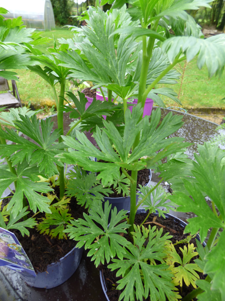 Aconitum 'Bressingham Spire'