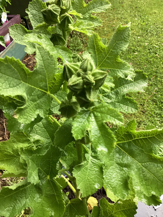 Alcea Spring Celebrities Crimson