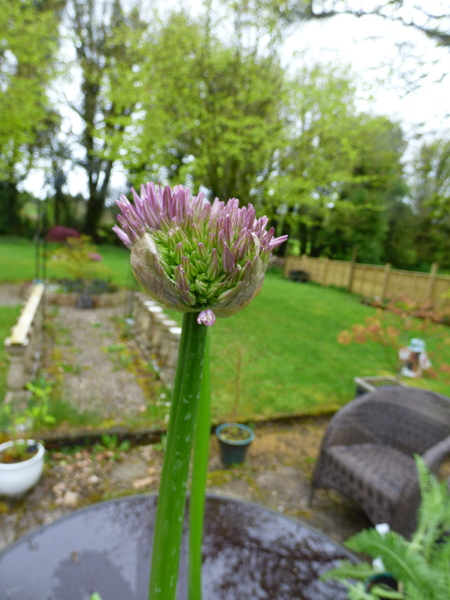 Allium 'Globemaster'