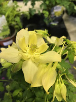 Aquilegia Spring Magic Yellow