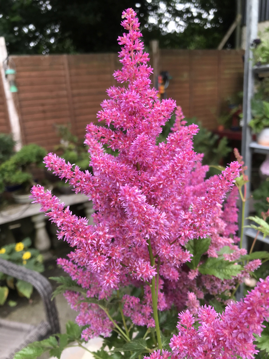 Astilbe (lilac)