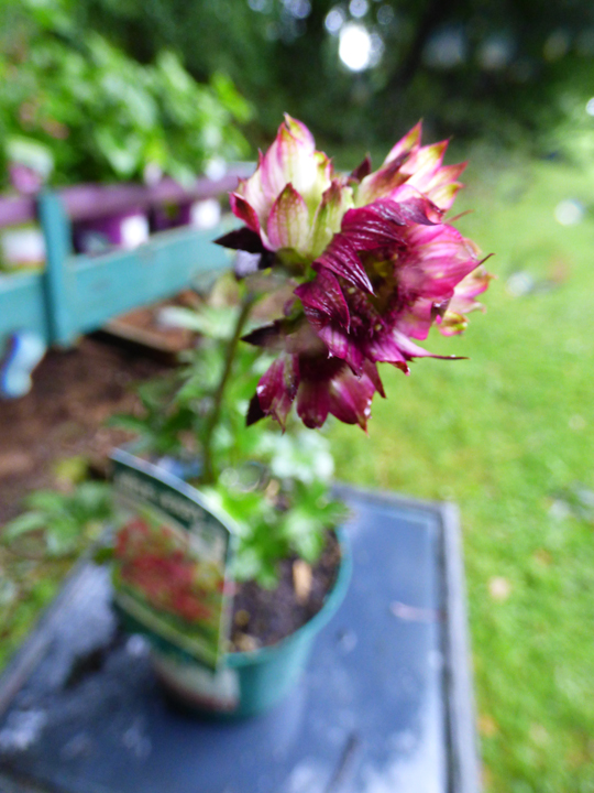 Astrantia major 'Ruby Wedding'