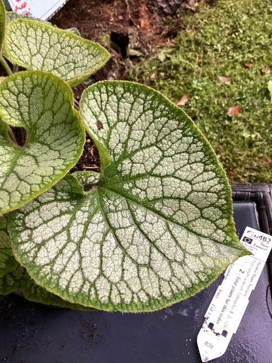 Brunnera macrophylla 'Jack Frost'