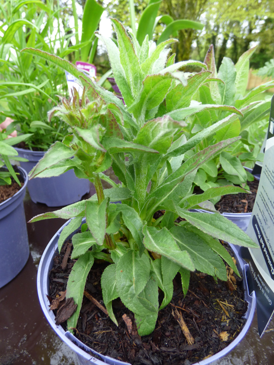 Campanula glomerata 'Superba'