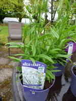 Campanula persicifolia 'Alba'