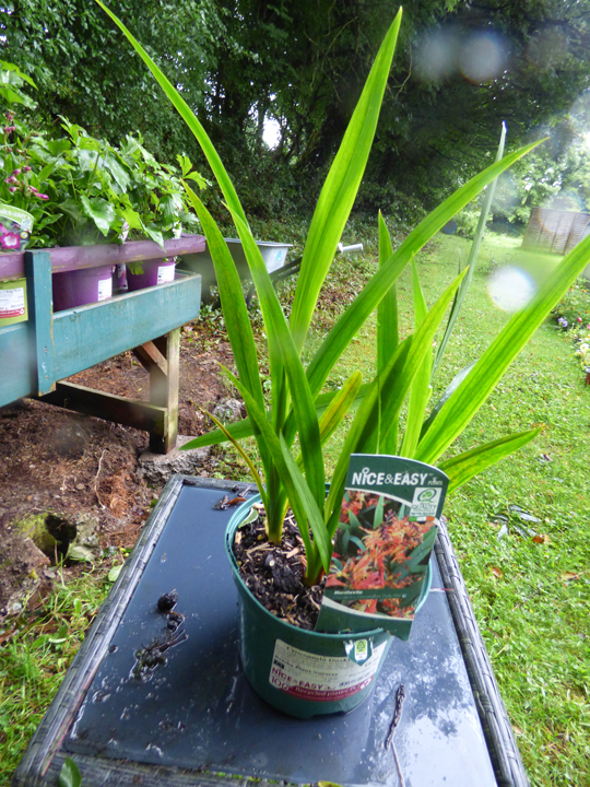 Crocosmia x crocosmiiflora 'Dusky Maiden'