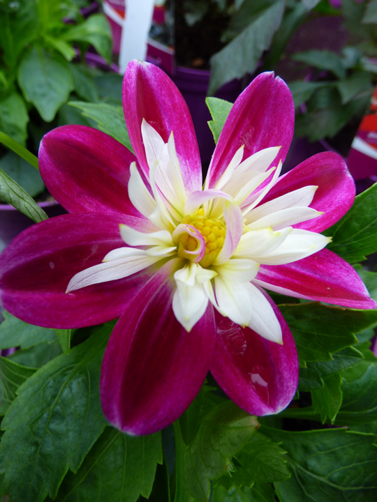 Dahlia Dahlietta Surprise 'Becky'