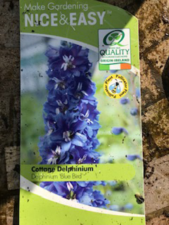 Delphinium 'Blue Bird'