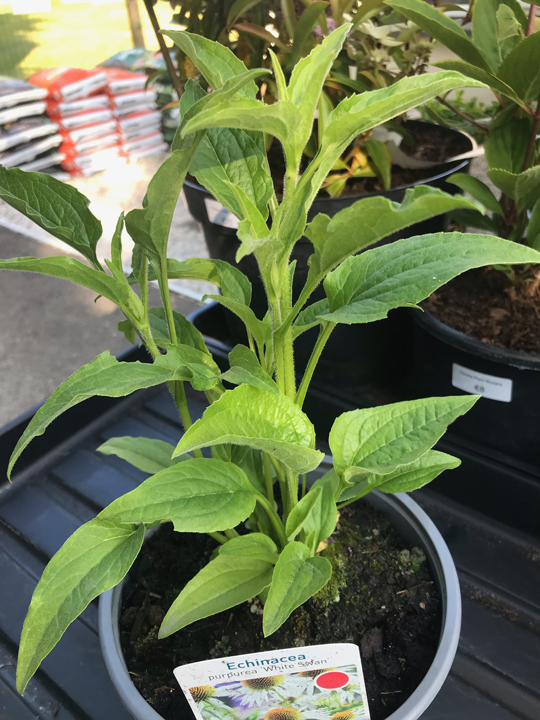 Echinacea purpurea 'White Swan'