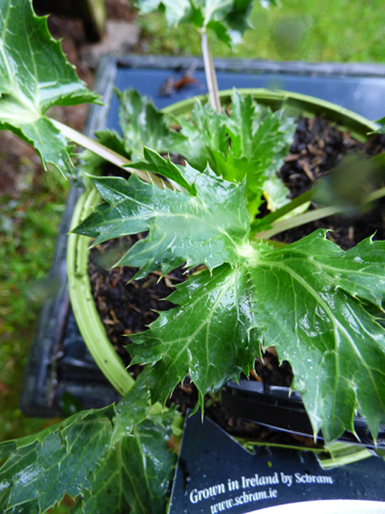 Eryngium 'Big Blue'