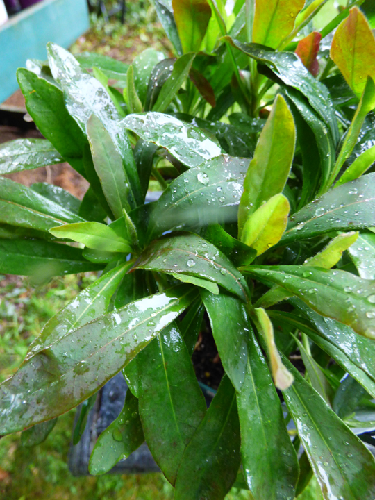 Euphorbia amyygdaloies 'Purpurea'