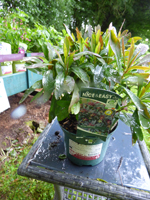 Euphorbia amygdaloids 'Purpurea'
