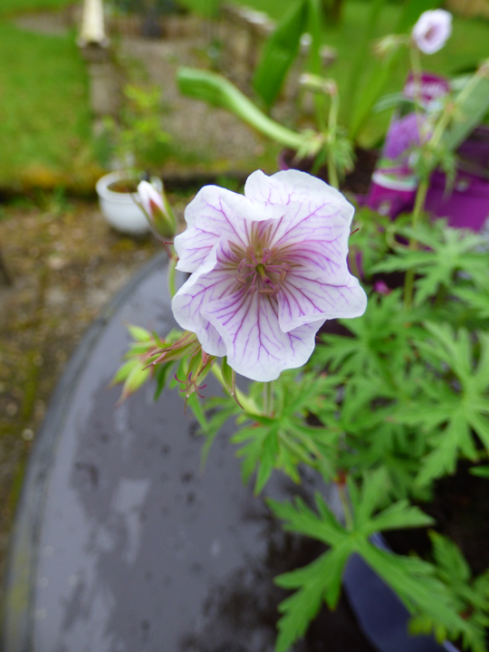 Geranium clarkei 'Kashmir White'