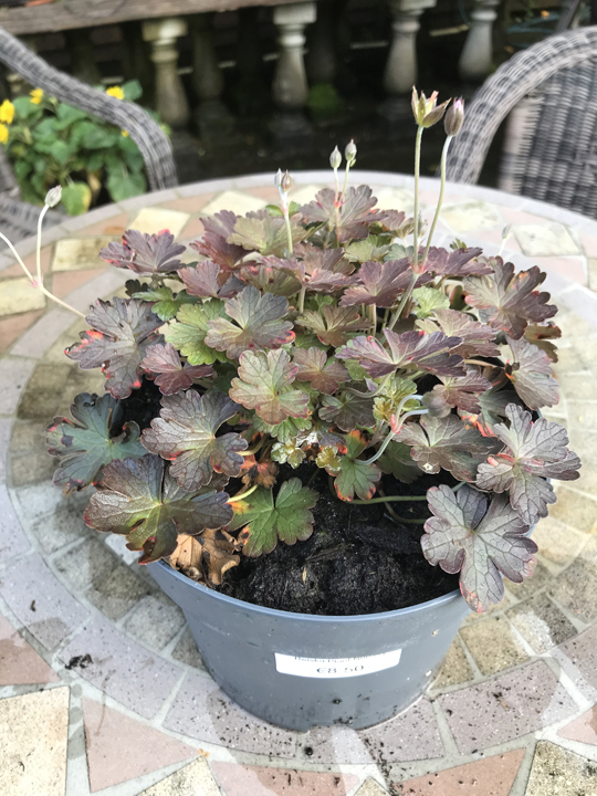 Geranium 'Dusky Crug'