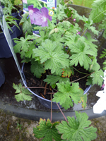 Geranium himalayense 'Gravetye'