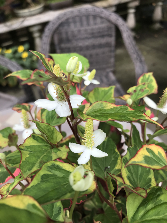 Houttuynia cordata 'Chameleon'