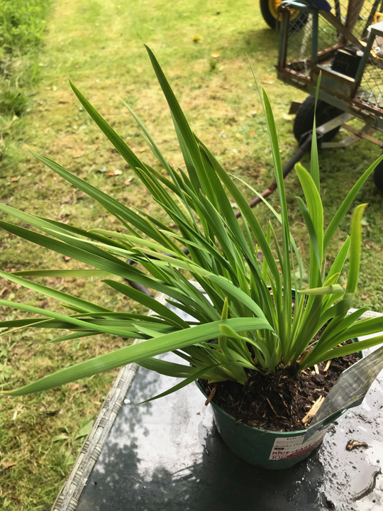 Iris chrysographes 'Black Form'