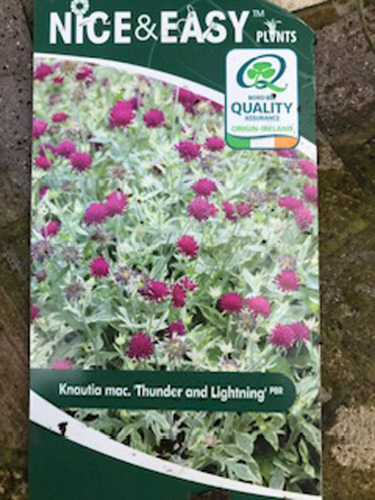 Knautia macedonica 'Thunder and Lightning'