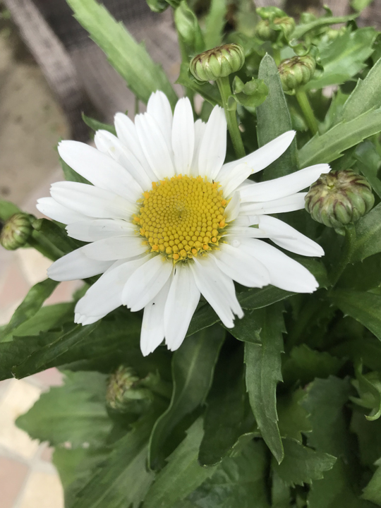 Leucanthemum 'Madonna White'