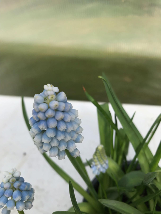 Muscari 'Peppermint'