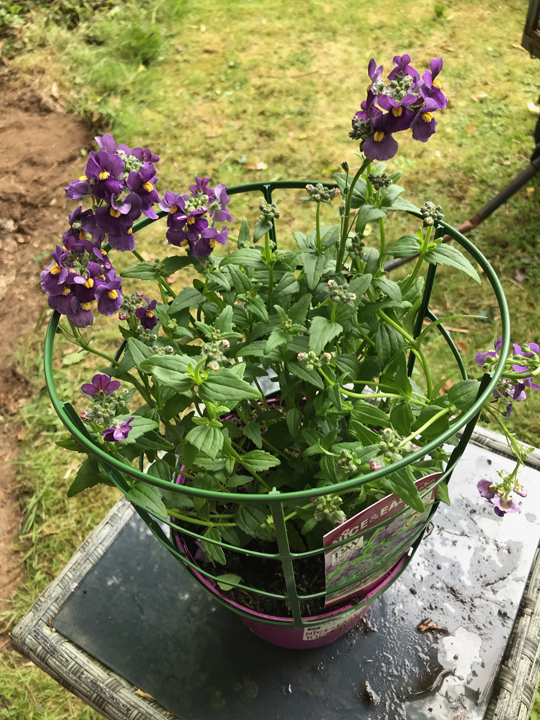 Nemesia Karoo 'Dark Blue'