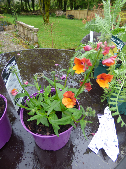 Nemesia sunsatia Plus 'Papaya'